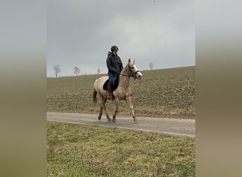 Más ponis/caballos pequeños, Yegua, 11 años, 150 cm, Palomino