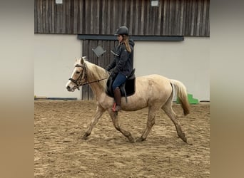 Más ponis/caballos pequeños, Yegua, 11 años, 150 cm, Palomino