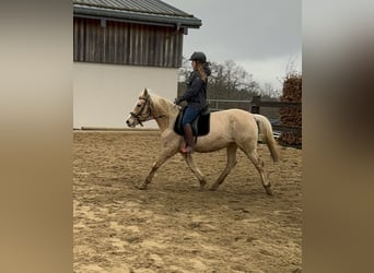 Más ponis/caballos pequeños, Yegua, 11 años, 150 cm, Palomino