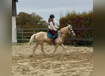 Más ponis/caballos pequeños, Yegua, 11 años, 150 cm, Palomino