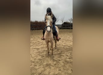 Más ponis/caballos pequeños, Yegua, 11 años, 150 cm, Palomino