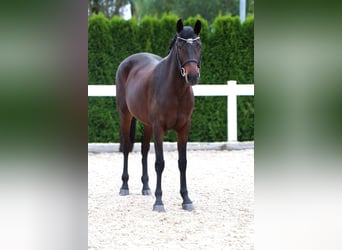 Más ponis/caballos pequeños, Yegua, 11 años, 152 cm, Castaño oscuro