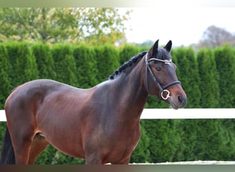 Más ponis/caballos pequeños, Yegua, 11 años, 152 cm, Castaño oscuro