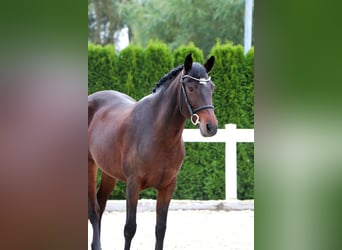 Más ponis/caballos pequeños, Yegua, 11 años, 152 cm, Castaño oscuro