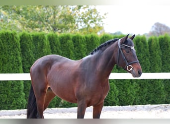 Más ponis/caballos pequeños, Yegua, 11 años, 152 cm, Castaño oscuro