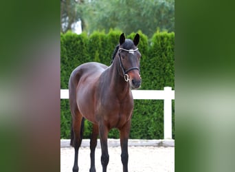 Más ponis/caballos pequeños, Yegua, 11 años, 152 cm, Castaño oscuro