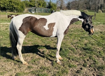 Más ponis/caballos pequeños, Yegua, 11 años, 168 cm, Pío