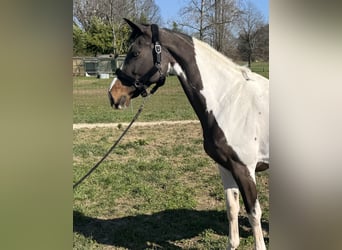 Más ponis/caballos pequeños, Yegua, 11 años, 168 cm, Pío