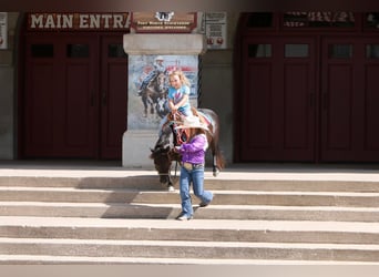 Más ponis/caballos pequeños, Yegua, 11 años, 86 cm, Castaño