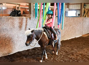 Más ponis/caballos pequeños, Yegua, 11 años, 86 cm, Grullo