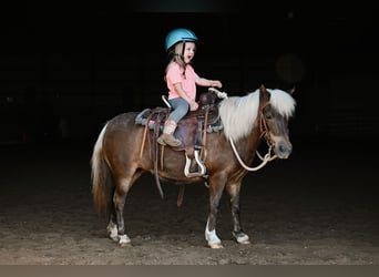 Más ponis/caballos pequeños, Yegua, 11 años, 86 cm, Grullo