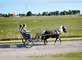 Más ponis/caballos pequeños, Yegua, 11 años, 86 cm, Grullo