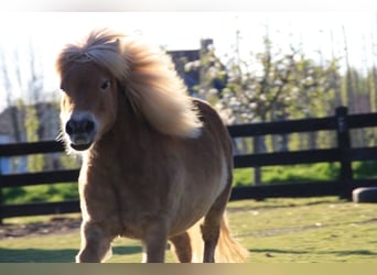 Más ponis/caballos pequeños, Yegua, 11 años, 90 cm, Castaño claro