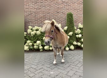 Más ponis/caballos pequeños, Yegua, 11 años, 90 cm, Castaño claro