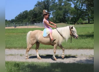 Más ponis/caballos pequeños, Yegua, 11 años, 99 cm, Palomino