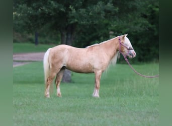 Más ponis/caballos pequeños, Yegua, 11 años, 99 cm, Palomino