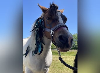 Más ponis/caballos pequeños Mestizo, Yegua, 12 años, 115 cm, Pío