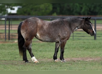 Más ponis/caballos pequeños, Yegua, 12 años, 124 cm, Castaño-ruano
