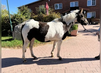 Más ponis/caballos pequeños, Yegua, 12 años, 125 cm, Pío