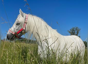 Más ponis/caballos pequeños, Yegua, 12 años, 130 cm, White/Blanco