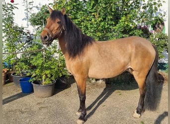 Más ponis/caballos pequeños, Yegua, 12 años, 131 cm, Buckskin/Bayo