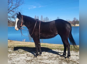 Más ponis/caballos pequeños, Yegua, 12 años, 132 cm, Negro