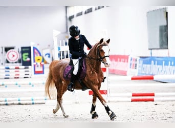 Más ponis/caballos pequeños, Yegua, 12 años, 136 cm, Alazán