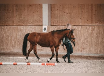 Más ponis/caballos pequeños, Yegua, 12 años, 139 cm, Castaño