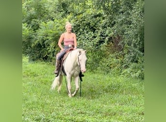 Más ponis/caballos pequeños, Yegua, 12 años, 140 cm, Cremello