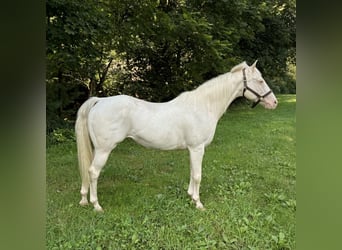 Más ponis/caballos pequeños, Yegua, 12 años, 140 cm, Cremello