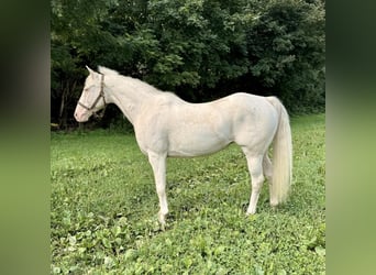 Más ponis/caballos pequeños, Yegua, 12 años, 140 cm, Cremello