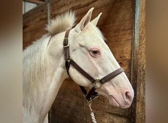 Más ponis/caballos pequeños, Yegua, 12 años, 140 cm, Cremello