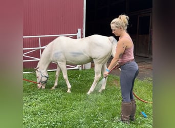 Más ponis/caballos pequeños, Yegua, 12 años, 140 cm, Cremello