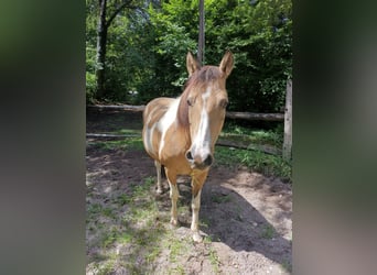 Más ponis/caballos pequeños Mestizo, Yegua, 12 años, 140 cm, Pío