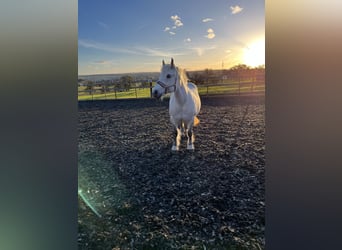 Más ponis/caballos pequeños Mestizo, Yegua, 12 años, 143 cm, Tordo