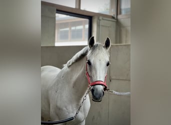 Más ponis/caballos pequeños, Yegua, 12 años, 147 cm, Tordo