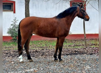 Más ponis/caballos pequeños, Yegua, 12 años, 148 cm, Castaño