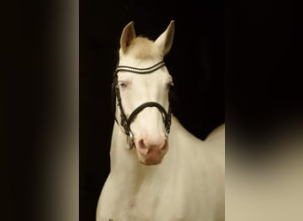 Más ponis/caballos pequeños, Yegua, 12 años, 148 cm, Cremello