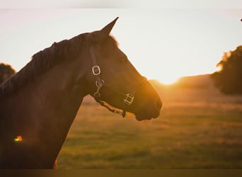 Más ponis/caballos pequeños Mestizo, Yegua, 12 años, 155 cm, Negro