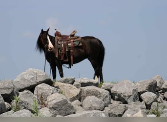 Más ponis/caballos pequeños, Yegua, 13 años, 124 cm, Negro