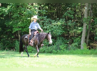 Más ponis/caballos pequeños, Yegua, 13 años, 124 cm, Negro