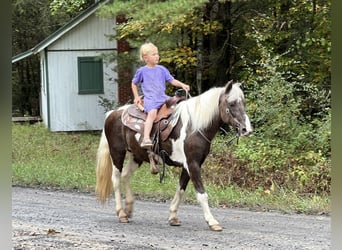 Más ponis/caballos pequeños, Yegua, 13 años, 124 cm, Pío