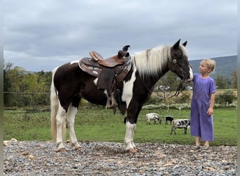 Más ponis/caballos pequeños, Yegua, 13 años, 124 cm, Pío