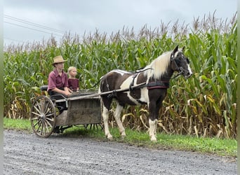 Más ponis/caballos pequeños, Yegua, 13 años, 124 cm, Pío