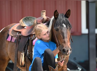 Más ponis/caballos pequeños, Yegua, 13 años, 132 cm, Tobiano-todas las-capas