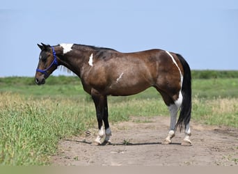 Más ponis/caballos pequeños, Yegua, 13 años, 132 cm, Tobiano-todas las-capas