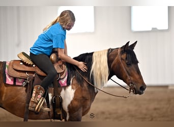 Más ponis/caballos pequeños, Yegua, 13 años, 132 cm, Tobiano-todas las-capas