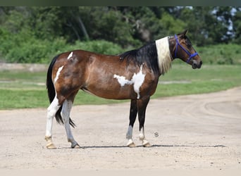 Más ponis/caballos pequeños, Yegua, 13 años, 132 cm, Tobiano-todas las-capas