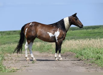 Más ponis/caballos pequeños, Yegua, 13 años, 132 cm, Tobiano-todas las-capas