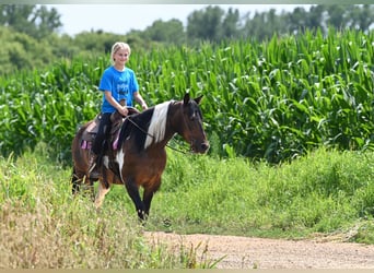 Más ponis/caballos pequeños, Yegua, 13 años, 132 cm, Tobiano-todas las-capas